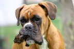 BOXER........STUPENDO DIREI!!!! :-)