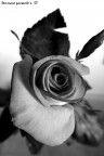 Studio_rosa#4 Studio_rosa#4
