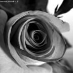 t 1/2 s
f 10
ISO 100

nella mia galleria ce n'� qualcun altra della serie "studio_rosa" Voi cosa ne pensate? Attendo consigli e critiche..