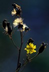 yellow yellow