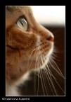 Profilo di Miao Profilo di Miao