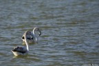 fenicotteri fenicotteri