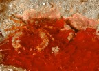 Galathea Galathea