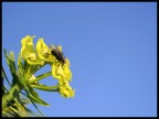 una mosca qualunque