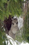 Lince Lince