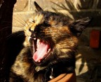 Che belva!!! Che belva!!!