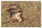 Volo rapace Volo rapace