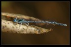 Libellula Libellula