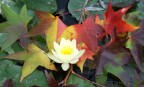 fiore fiore