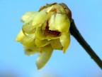 giallo atto II^
