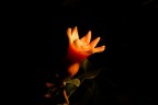 Fiore di Melograno Fiore di Melograno