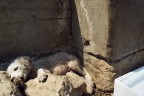 Abbandono Abbandono