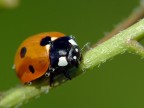 coccinella