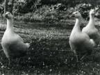 Tre Sorelle Tre Sorelle