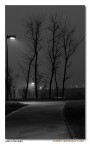 trees in the night trees in the night