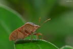 Cimice 2 Cimice 2