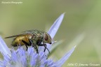 Una Mosca e la sua luce Una Mosca e la sua luce