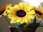 Girasole Girasole