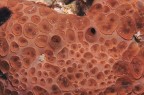 Occhi di spugna: a Mabbond Occhi di spugna: a Mabbond