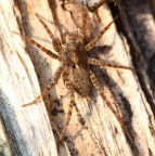 spider