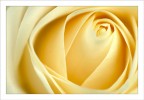 Rosa Rosa