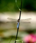 Pomeriggio del giorno che ho acquistato il mitico CANON 100mm MACRO. Esco in giardino, mi stendo sull'erba davanti al mio stagno pieno di ninfee, papiri e fiori di loto. Alzo lo sguardo e vedo una libellula che si posa di fronte a me su di una spiga selvaticamente cresciuta vicino alla riva. Sembrava quasi volesse che i primi scatti macro li dedicassi a lei. Da quel giorno non ha pi� abbandonato lo stagno, si allontanava di tanto in tanto per cacciare.

Canon EOS 300D + CANON 100mm MACRO