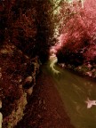 Sentiero nel bosco Sentiero nel bosco