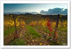 Vigne Autunnali Vigne Autunnali