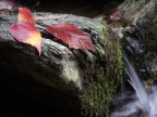 Autunno_1687 Autunno_1687