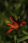 Petali di colore Petali di colore