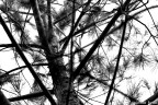 lines lines