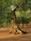 terra che brucia terra che brucia