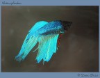 Betta Splendens Betta Splendens