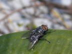 mosca su foglia 2