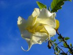 White flower White flower