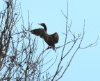 Cormorano? Cormorano?