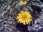 Fiore rugoso Fiore rugoso