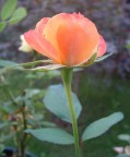 una rosa.. una rosa..