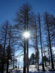 Pineta dopo il passaggio della lava Pineta dopo il passaggio della lava