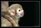 Monkey Monkey