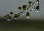 tensione