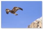 Aquila nel cielo Aquila nel cielo
