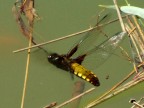 libellula in volo libellula in volo