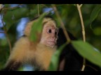 Cebus Capucinus Cebus Capucinus
