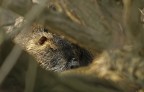 Renzo-Nutria Renzo-Nutria