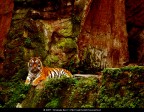 Sguardo felino Sguardo felino