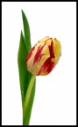 Tulipano Tulipano
