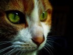 Occhi di gatto..