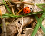 coccinella