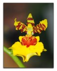 micro orchidea micro orchidea